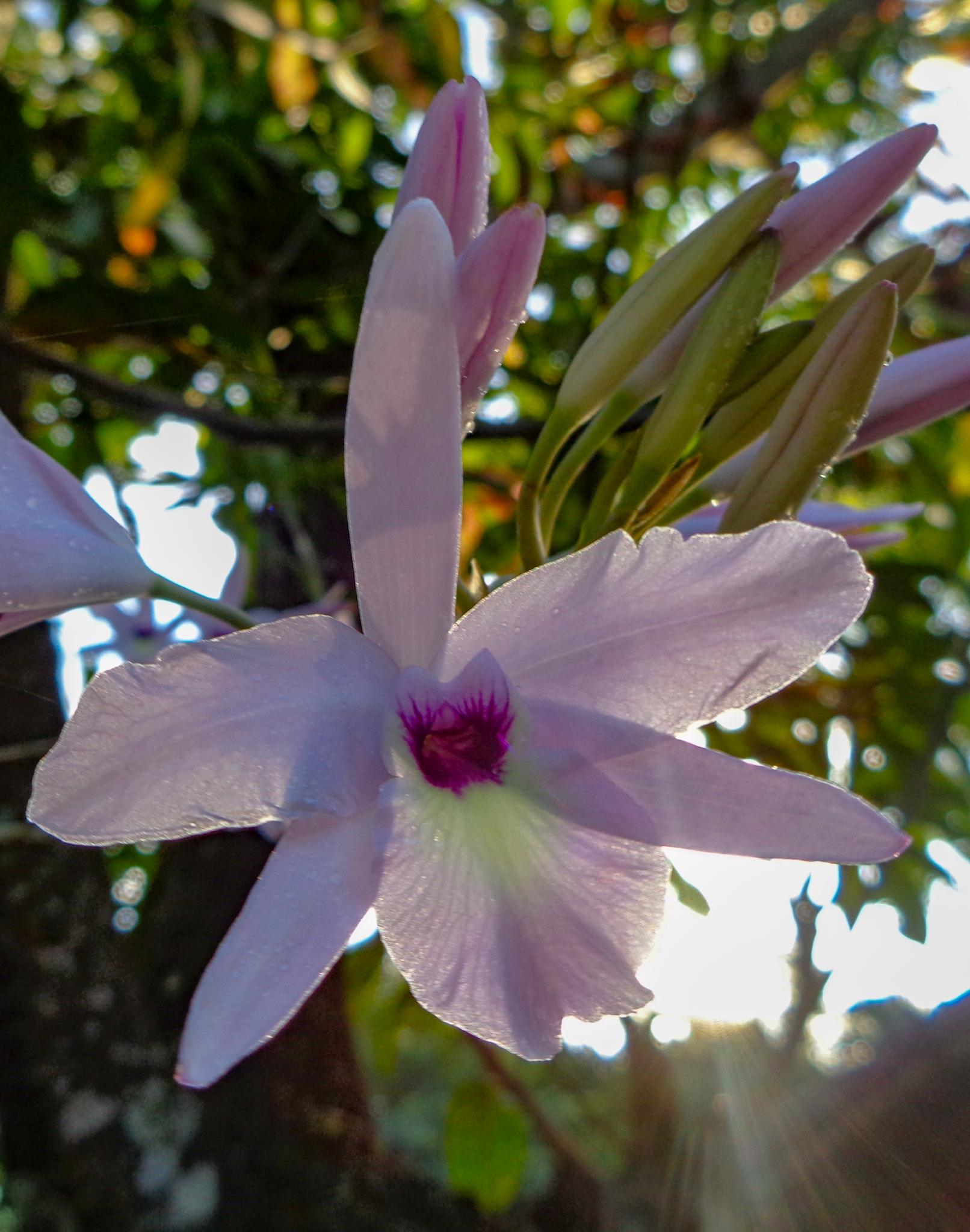 Laelia rubescens